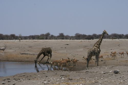 Žirafa, Gerti, Vandens Skylė, Nacionalinis Parkas, Žinduolis, Afrika
