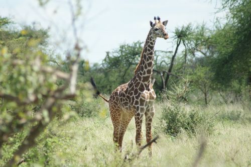 Žirafa, Afrika, Laukinė Gamta, Laukiniai, Gamta, Safari, Gyvūnas, Kelionė, Parkas, Aukštas, Natūralus