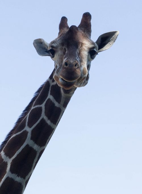 Žirafa, Akys, Kailis, Dangus, Kaklas, Gyvūnas, Galva, Ausys, Afrika, Ragai, Pastebėtas, Safari, Retikuliuotas Žirafas, Dykuma, Galvos Piešinys, Žinduolis, Žirafa Kailis, Pietų Afrika, Portretas, Nacionalinis Parkas, Zoologijos Sodas, Gamta, Žirafos Galvutė, Modelis