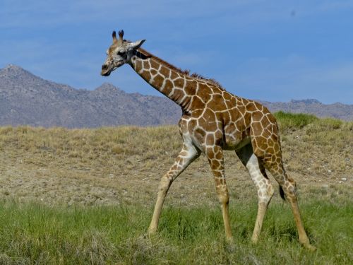 Žirafa,  Žolė,  Vaikščioti,  Vienas,  Ne & Nbsp,  Žmonės,  Saulėtą Dieną & Nbsp,  Lauke,  Nėra Tvorų,  Izoliuotas,  Fonas,  Žirafa Apie Savaną