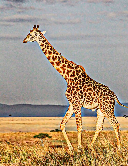 Žirafa,  Gyvūnas,  Laukiniai,  Dažymas,  Kaklas,  Ilgai,  Ilgi & Nbsp,  Kojos,  Aukštas,  Džiunglės,  Žirafos Tapyba