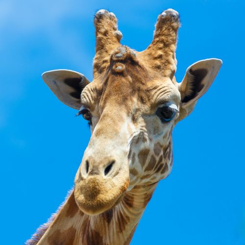 Afrika,  Afrikos,  Gyvūnas,  Veidas,  Giraffa,  Žirafa,  Galva,  Žolėdis,  Žinduolis,  Portretas,  Safari,  Dangus,  Laukinė Gamta,  Žirafos Portretas