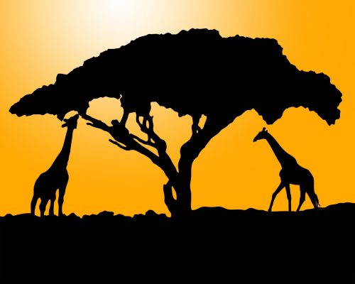 Žirafa,  Žirafos,  Gyvūnas,  Gyvūnai,  Afrika,  Juoda,  Siluetas,  Saulėtekis,  Saulėlydis,  Oranžinė,  Valgymas,  Menas,  Iliustracija,  Figūra,  Kontūrai,  Gražus,  Žirafos Siluetas Saulėlydžio Metu