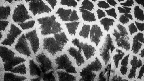 Abstraktus,  Afrika,  Afrikos,  Gyvūnas,  Fonas,  Juoda & Nbsp,  Balta,  Kailis,  Žirafa,  Oda,  Modelis,  Spausdinti,  Safari,  Oda,  Dėmės,  Tekstūra,  Laukiniai,  Laukinė Gamta,  Žirafos Odos Modelis