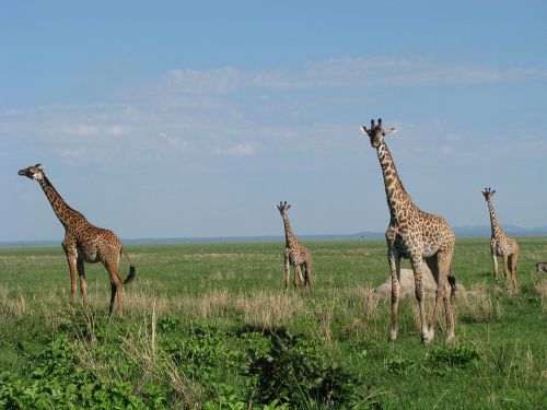Žirafa, Tanzanija, Fauna, Afrika, Gyvūnai, Laukinė Gamta