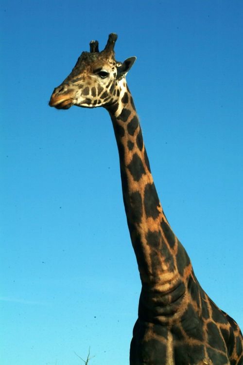 Žirafa, Laukinis Gyvūnas, Afrika