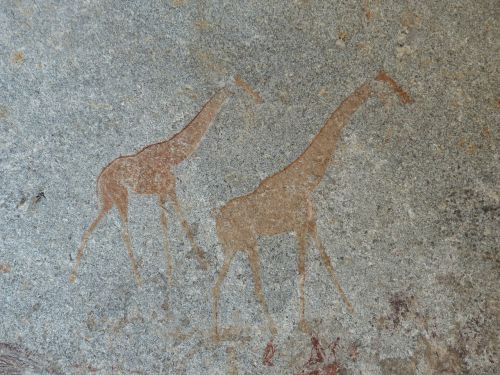 Žirafos, Klipų Dažymas, Matobo, Zimbabvė