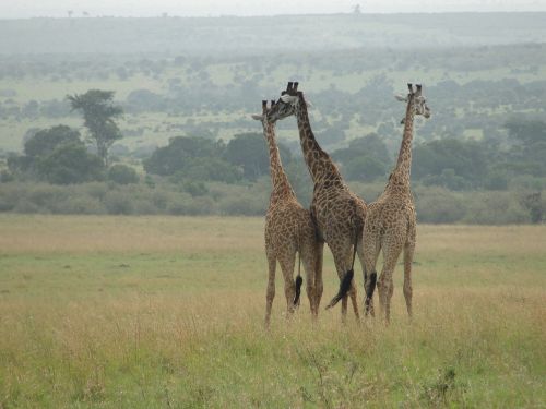 Žirafos, Rytų Afrika, Gyvūnų Pasaulis