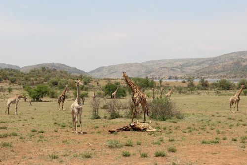 Žirafos, Įdomus, Nuotykis, Safari, Vaizdingas, Gražus, Įdomus, Saulės Miestas, Pilanesbergo Žaidimų Rezervas, Johanesburgas, Pietų Afrika