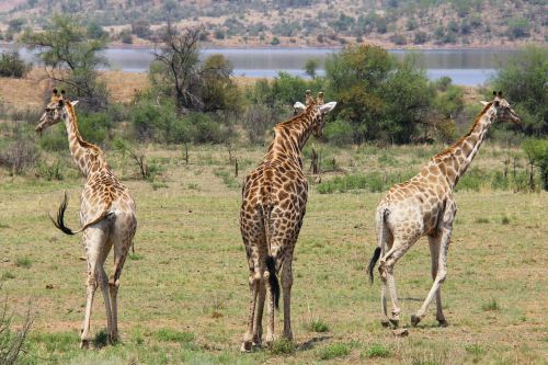 Žirafos, Įdomus, Nuotykis, Safari, Vaizdingas, Gražus, Įdomus, Saulės Miestas, Pilanesbergo Žaidimų Rezervas, Johanesburgas, Pietų Afrika