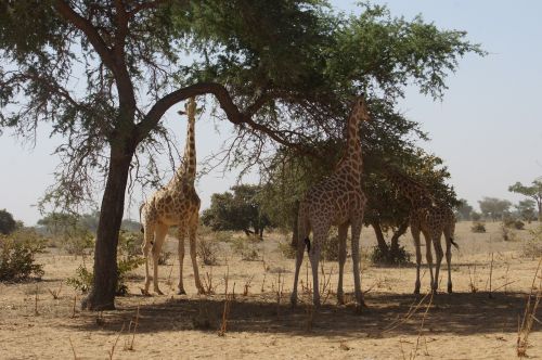Žirafos, Gyvūnai, Laukiniai, Niger, Kouré, Patiekalai, Afrika