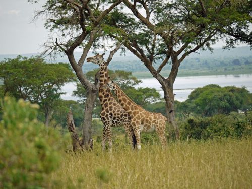 Žirafos, Roščildo Žirafos, Uganda, Pora, Laukinis Gyvūnas, Afrika, Nacionalinis Parkas, Savana, Gyvūnai, Vyrai, Moteris, Laukinė Gamta, Safari, Murchisonas Yra Nacionalinis Parkas, Gyvūnų Pasaulis, Gamta, Giraffa Camelopardalis Rothschildi, Paarhufer