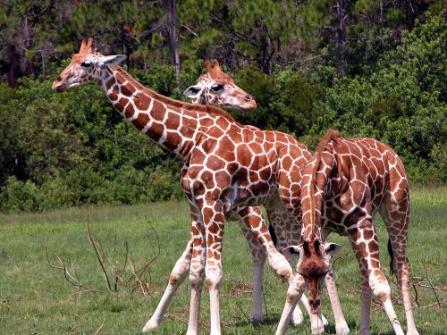 Žirafa,  Gyvūnai,  Laukinė Gamta,  Laukinės Gamtos & Nbsp,  Rezervas,  Afrika,  Zoologijos Sodas,  Aukštas,  Žirafos
