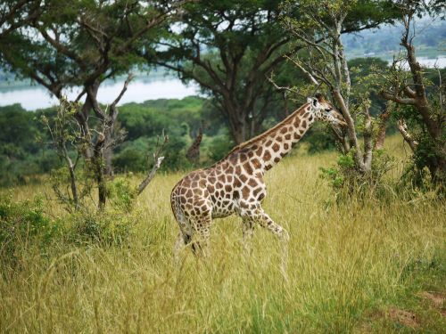 Žirafos, Uganda, Savana, Jaunas Gyvūnas, Roščildas-Žirafa, Laukinis Gyvūnas, Afrika, Nacionalinis Parkas, Laukinė Gamta, Safari, Murchison Jei, Gyvūnų Pasaulis, Gamta, Giraffa Camelopardalis Rothschildi, Paarhufer, Jaunas, Galvos Piešinys, Modelis