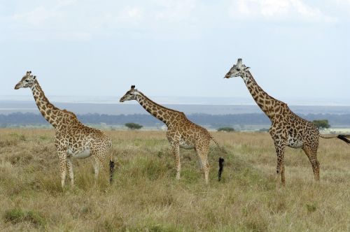 Žirafos, Savana, Kenya