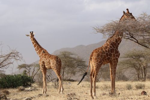 Žirafos, Afrika, Gamta