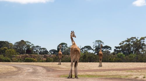 Žirafos, Werribee Zoologijos Sodas, Melburnas