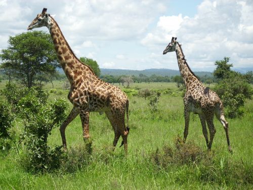Žirafos, Afrika, Mikumi, Žirafa, Nacionalinis Parkas, Dykuma