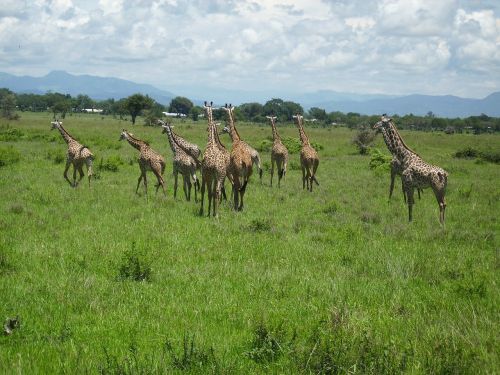 Žirafos, Afrika, Mikumi, Nacionalinis Parkas, Dykuma