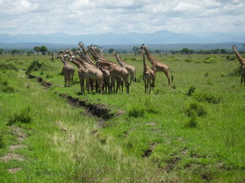 Žirafos, Afrika, Tansnia, Mikumi, Žirafa, Dykuma, Nacionalinis Parkas, Kaimas
