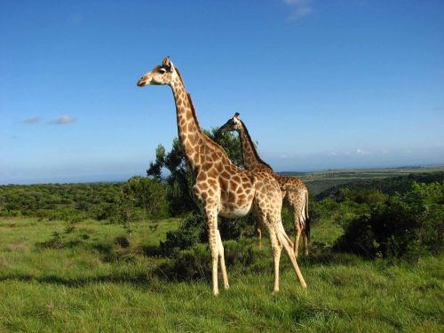 Žirafos, Dangus, Pietų Afrika, Laukinis Gyvūnas, Gyvūnų Pasaulis, Galvos Piešinys, Nacionalinis Parkas, Žinduolis, Pastebėtas