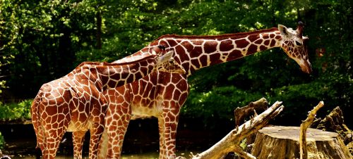 Žirafos, Laukinis Gyvūnas, Dėmės, Ilgai Jibe, Gyvūnai, Afrika, Zoologijos Sodas, Žinduolis, Galva, Gyvūnų Portretas, Gyvūnų Pasaulis, Laukinės Gamtos Fotografija, Tierpark Hellabrunn, Munich