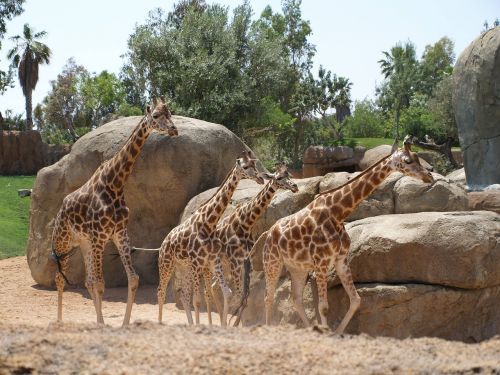 Žirafos, Žirafa, Bioparc
