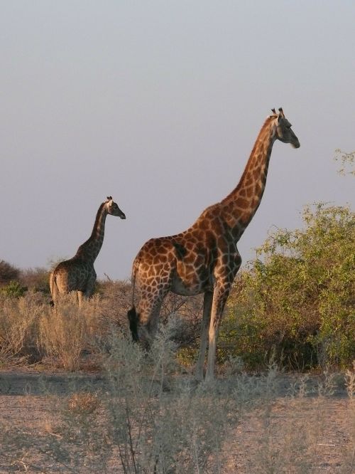 Žirafos, Gyvūnai, Afrikos, Žinduolis, Žolėdis, Safari, Laukinė Gamta, Modelis, Kūdikis, Etosha, Namibija, Laukiniai