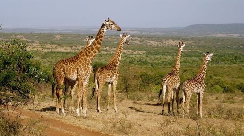 Žirafos, Kenya, Nacionalinis Parkas, Gyvūnų Pasaulis, Safari