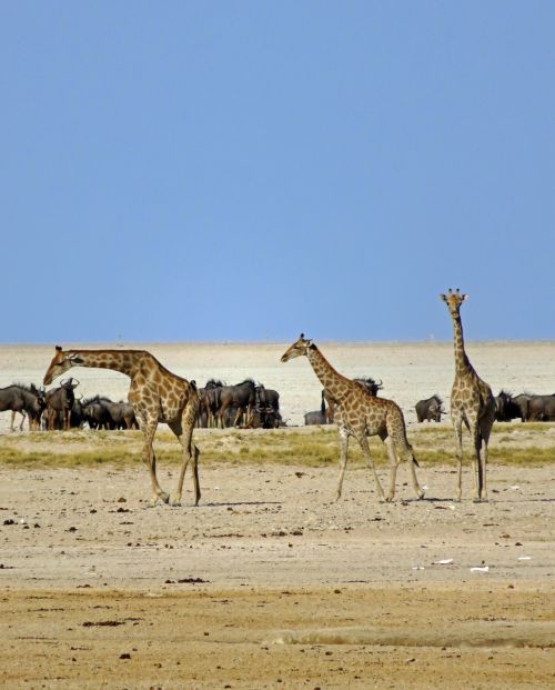 Žirafos, Wildebeest, Afrika, Gyvūnai, Safari, Savana, Dykuma, Etosha, Namibija, Parkas, Portretas, Bandas, Trys, Kūdikis, Afrikos, Rezervas, Laukiniai