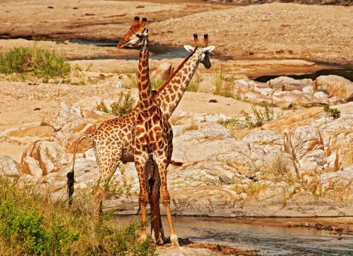 Žirafos, Persipynusios, Upės Sluoksnis, Afrikos, Laukinė Gamta, Kampai, Zigzagas, Kamufliažas