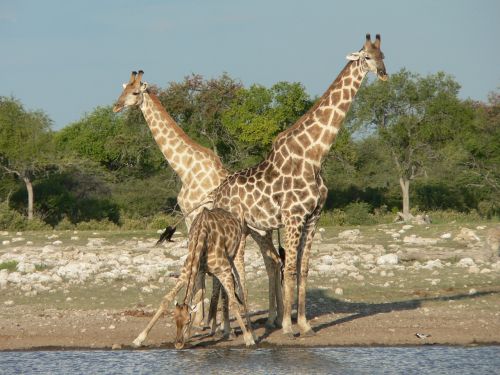 Žirafos, Safari, Namibija, Gerti
