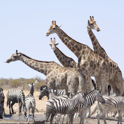 Žirafos, Zebra, Gyvūnai, Nacionalinis Parkas, Namibija, Hluhluwe, Etosha Nacionalinis Parkas