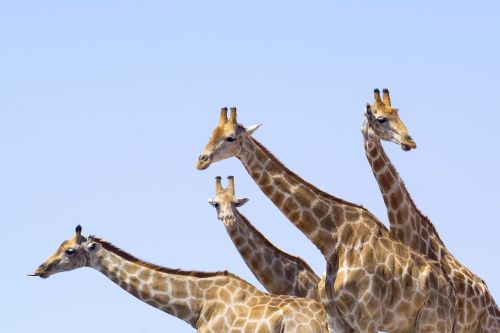 Žirafos, Izoliuotas, Juokinga, Žirafa Kailis, Portretas, Afrika, Galvos Piešinys, Gyvūnų Portretas, Žinduolis