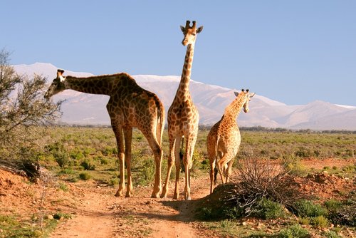 Žirafos,  Pietų Afrika,  Pobūdį,  Gyvūnijos Pasaulyje,  Dykuma,  Laukinis