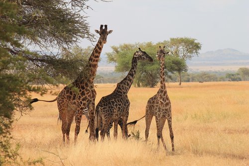 Žirafos,  Serengeti Parkas,  Tanzania