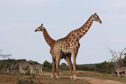 Žirafos,  Pora,  Zebras Banda,  Pietų Afrika,  Safari,  Kirsti,  Ilgai Pajuokti,  Dykuma,  Savannah