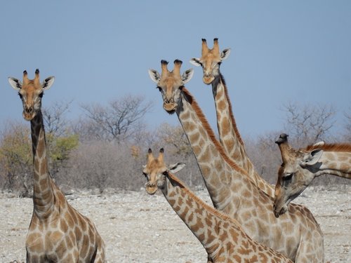 Žirafos,  Etosha Nacionalinis Parkas,  Namibija,  Safari,  Laukiniai Gyvūnai,  Dykuma
