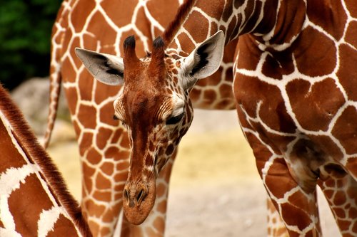 Žirafos,  Laukinis Gyvūnas,  Dėmes,  Ilgai Pajuokti,  Gyvūnai,  Afrikoje,  Zoo,  Žinduolis,  Galva,  Gyvūnų Portretas,  Gyvūnijos Pasaulyje,  Tierpark Hellabrunn