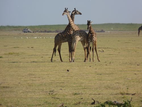 Žirafos, Savana, Afrika, Safari, Nacionalinis Parkas