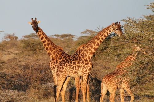 Žirafos, Afrika, Gamta, Kraštovaizdis