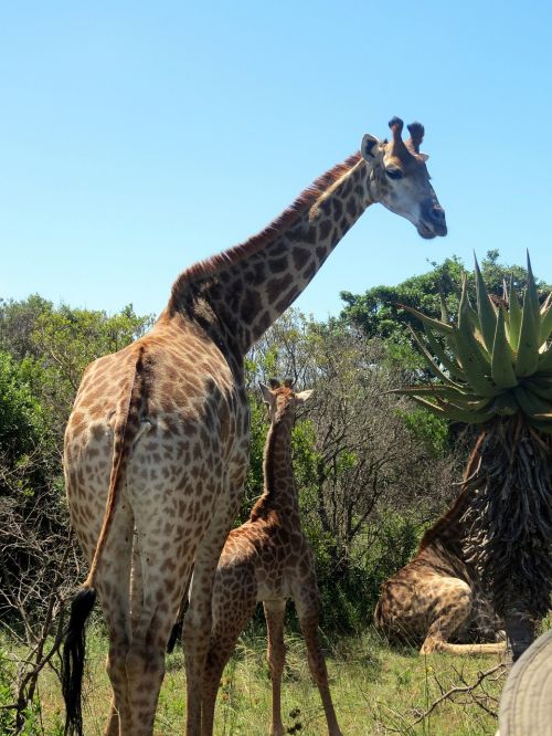 Žirafos, Kūdikių Žirafa, Afrika, Gamta, Žinduolis, Safari