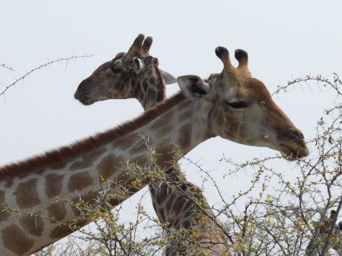 Žirafos,  Etosha,  Namibija