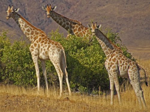 Žirafos, Namibija, Safari, Etosha, Laukiniai, Gyvūnas