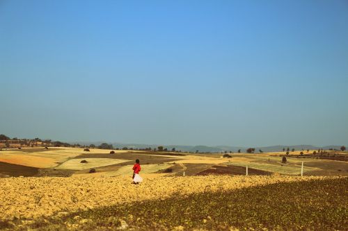 Mergaitė, Vaikščioti, Saulėgrąžų Laukas, Aung Pan, Mianmaras, Burma, Shan Valstija, Dangus, Viltis, Vienas, Scena