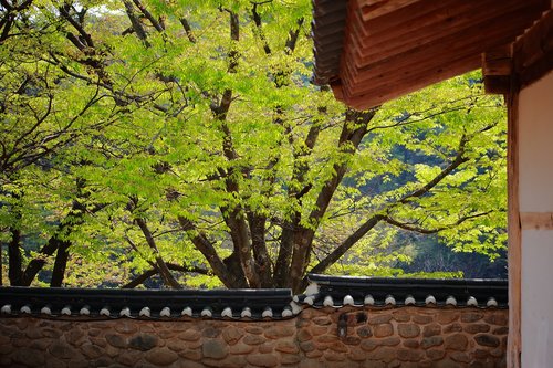 Giwajip,  Korėjos Tradicinė,  Pavasaris,  Korėjos Respublika,  Tradicinis Pastatas,  Hanok Kaimas,  Hanok