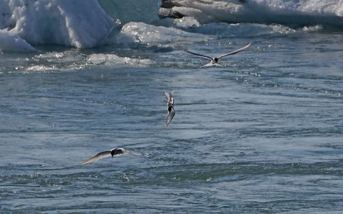 Ledinis Ežeras, Paukščiai, Medžioti, Žuvis, Arctic Tern, Iceland