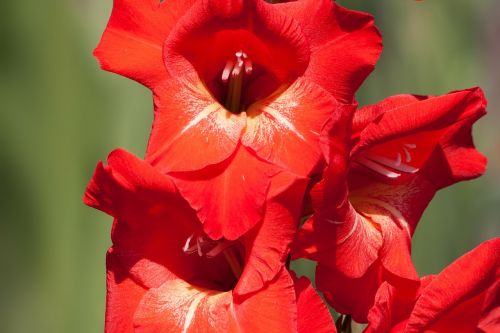 Gladiolas, Kardas Gėlė, Iridaceae, Raudona, Žalias, Žydėti, Gamta, Flora, Vasara