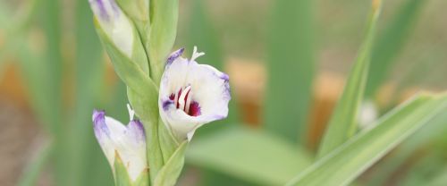 Gladiolas, Gėlė, Gamta, Gėlių, Pavasaris, Žydėti, Žiedlapis, Sodininkystė, Botanika, Budas, Puokštė, Balta, Rožinis, Žiedas, Augalas, Sodas, Vasara, Žalias, Natūralus, Šviežias, Spalvinga, Sezonas, Gladioliai, Botanikos, Lapai, Makro, Lelija, Dekoratyvinis, Auga, Raudona, Spalva, Pavasaris, Romantiškas