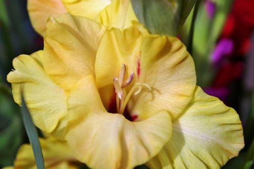 Gladiolas, Gladidus, Drugelis Šiltnamyje, Kardas Gėlė, Žiedas, Žydėti, Gėlė, Augalas, Gamta